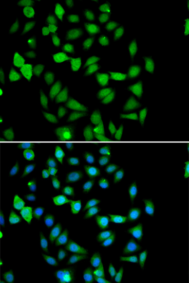 a05964 stambp primary antiboties if testing 4
