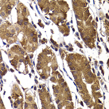a05964 stambp primary antiboties ihc testing 3
