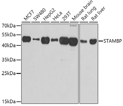 a05964 stambp primary antiboties wb testing 1