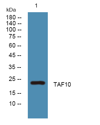 a05965 taf10 primary antibodies wb testing 1