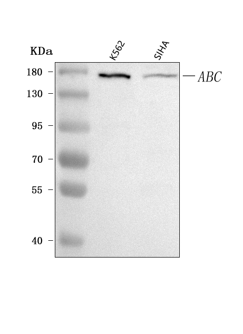 a05971 1 cep164 primary antibodies wb testing 1