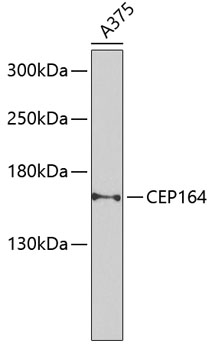 a05971 cep164 primary antiboties wb testing 1