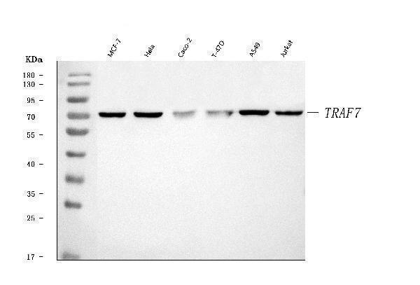  Western blot analysis of TRAF7 using anti-TRAF7 antibody (A05972-1)