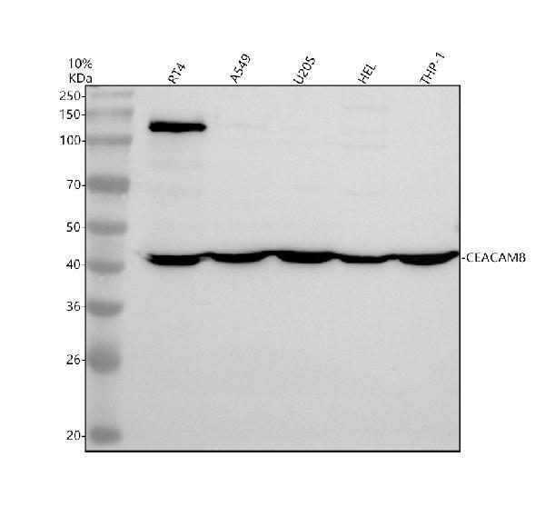 Western blot analysis of CD66b/CEACAM8 using anti-CD66b/CEACAM8 antibody (A05978-2)
