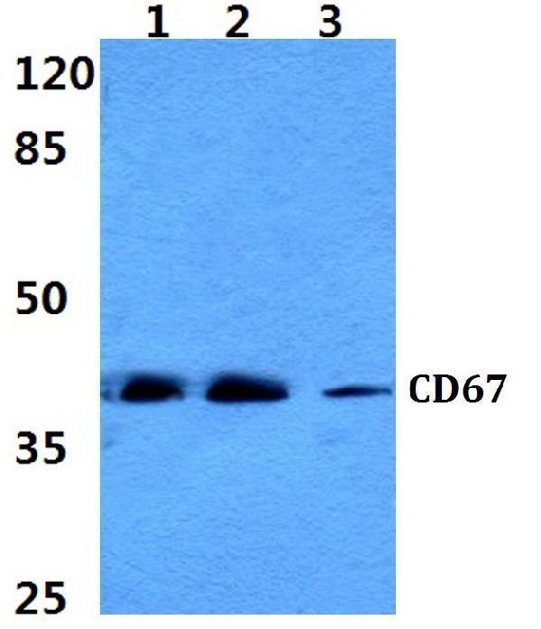 a05978 ceacam8 primary antiboties wb testing 1