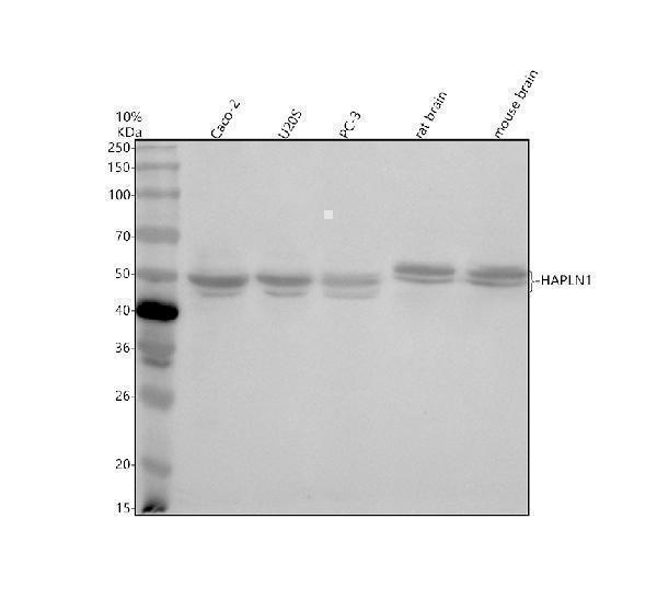 a05980 3 hapln1 primary antibodies wb testing 1