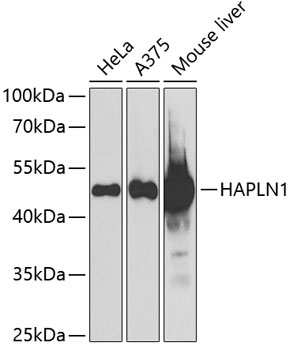 a05980 hapln1 primary antiboties wb testing 1