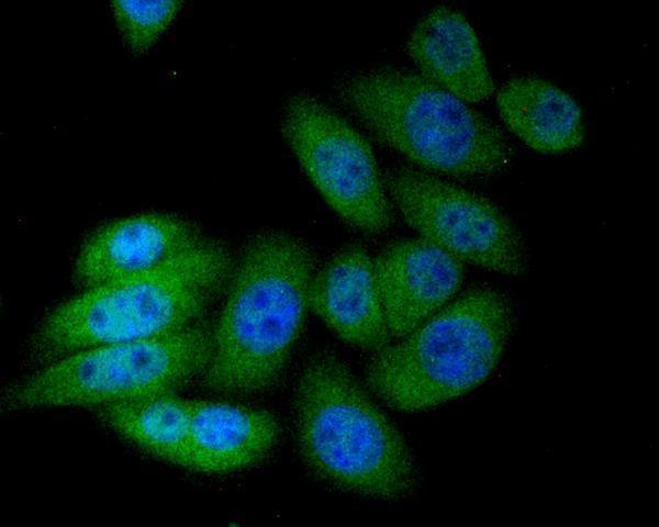 a05981 1 ndufa13 primary antiboties icc testing 2