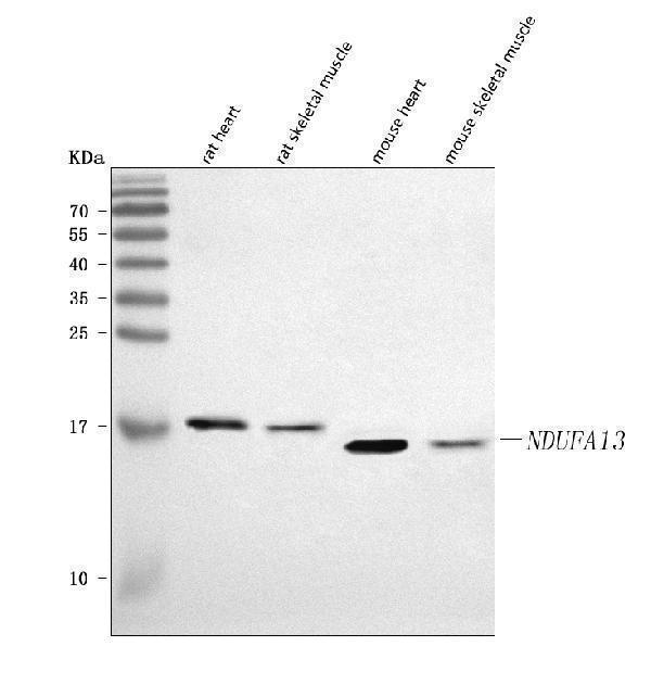 a05981 2 ndufa13 primary antibodies wb testing 1