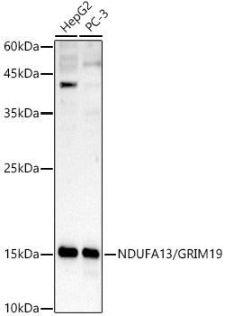 a05981 ndufa13 primary antiboties wb testing 1
