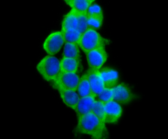 ICC staining VAMP1 in 293T cells (green)