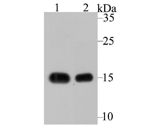 Western blot analysis of VAMP1 on different tissue lysates using anti-VAMP1 antibody at 1/2,000 dilution