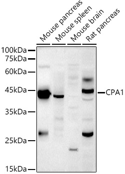 a05985 2 cpa1 primary antiboties wb testing 1