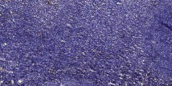 a05985 cpa1 primary antibodies ihc testing 1