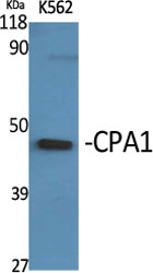 a05985 cpa1 primary antibodies wb testing 2