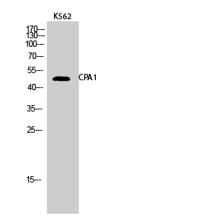 a05985 cpa1 primary antibodies wb testing 3
