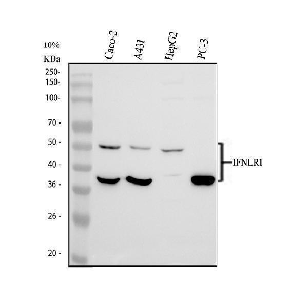 a05986 3 ifnlr1 primary antibodies wb testing 1