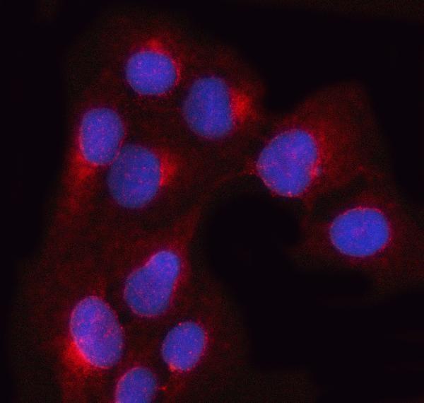  IF analysis of OSTF1 using anti-OSTF1 antibody (A05988-1)