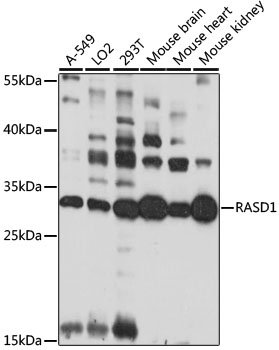 a05991 rasd1 primary antiboties wb testing 1