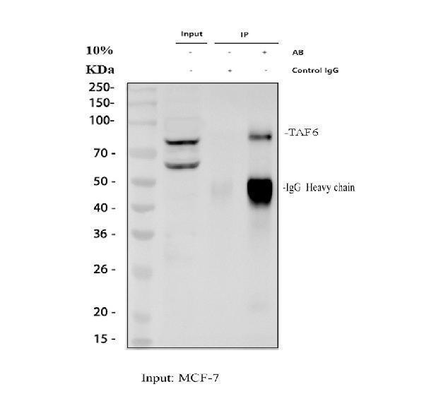 Immunoprecipitating TAF6 in MCF-7 whole cell lysate