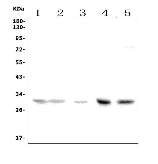  Western blot analysis of SLC25A1 using anti-SLC25A1 antibody (A05995-1)