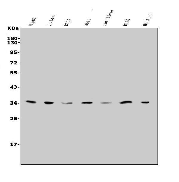 a05995 2 slc25a1 primary antibodies wb testing 1