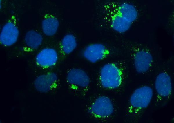 a05997 2 brsk1 primary antibodies if testing 6