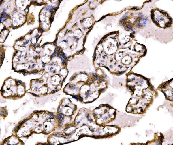  IHC analysis of BRSK1 using anti-BRSK1 antibody (A05997-2)
