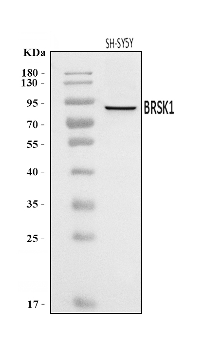  Western blot analysis of BRSK1 using anti-BRSK1 antibody (A05997-2)