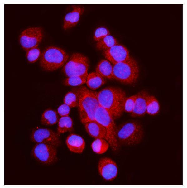 a05998 1 got2 primary antibodies if testing 5
