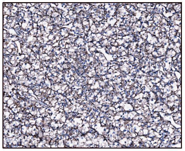 a05998 1 got2 primary antibodies ihc testing 12_1