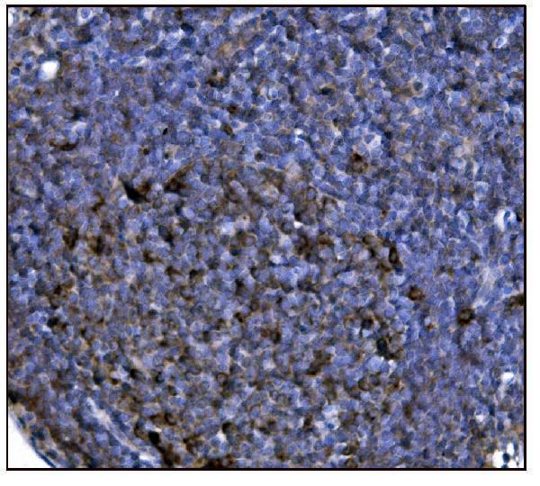 a05998 1 got2 primary antibodies ihc testing 14