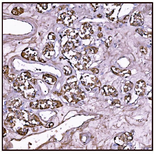 a05998 1 got2 primary antibodies ihc testing 7_1