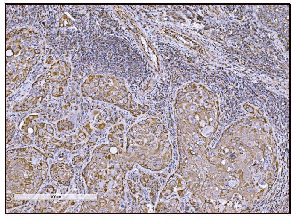 a05998 1 got2 primary antibodies ihc testing 9_1