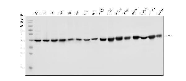 a05998 1 got2 primary antibodies wb testing 1