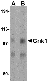 a06001 1 grik1 primary antibodies wb testing 1