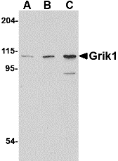 a06001 grik1 primary antibodies wb testing 1