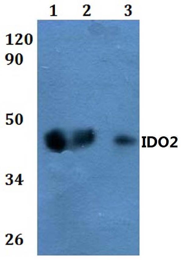 a06002 1 ido2 primary antiboties wb testing 1