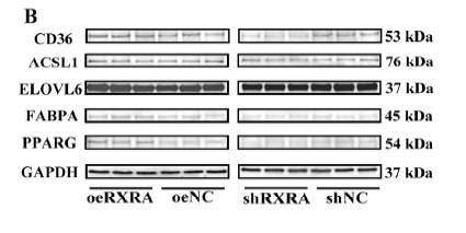 a06004 elovl6 primary antibodies wb testing 1