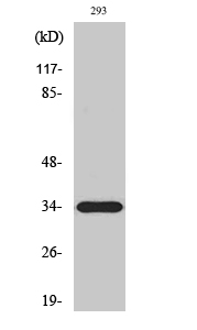 a06004 elovl6 primary antibodies wb testing 2