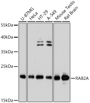 Western blot analysis of various lysates, using RAB2A antibody  at 1:3000 dilution