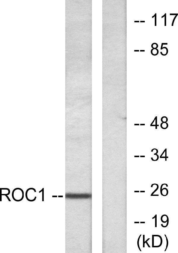a06008 1 rit1 primary antibodies wb testing 3