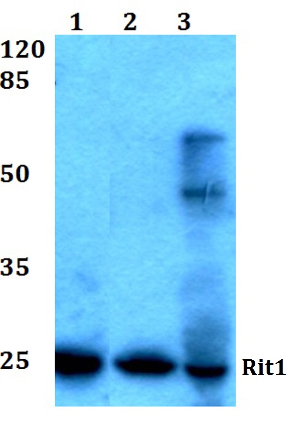 a06008 2 rit1 primary antiboties wb testing 1