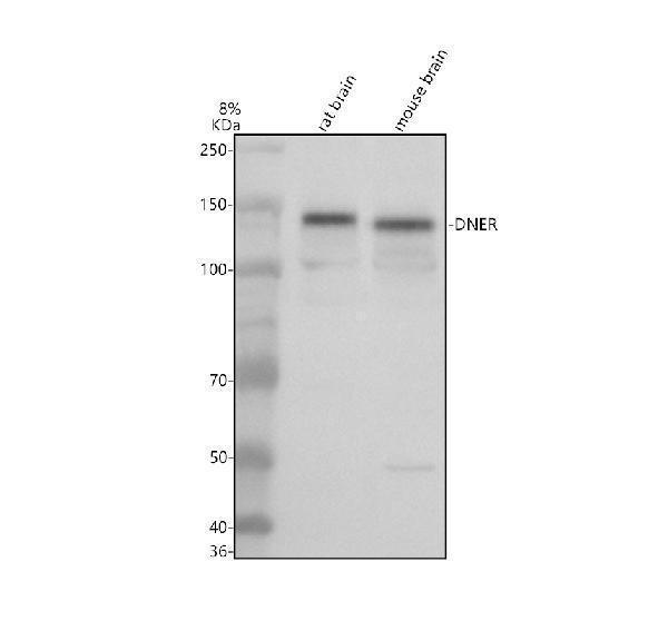 Western blot analysis of DNER using anti-DNER antibody (A06011-1)