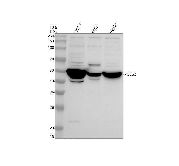 a06012 3 polg2 primary antibodies wb testing 1