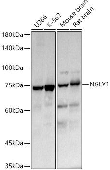 a06013 ngly1 primary antiboties wb testing 1