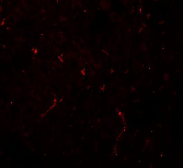 a06014 nostrin primary antibodies if testing 3