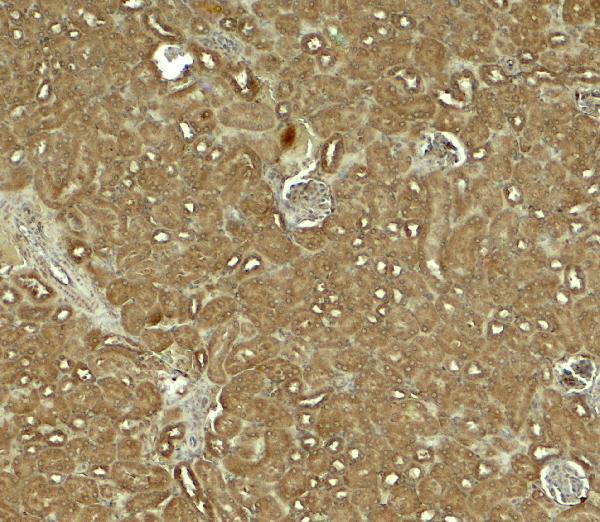 a06014 nostrin primary antibodies ihc testing 2