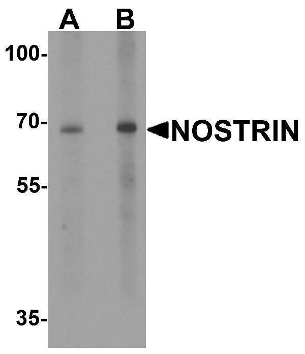 a06014 nostrin primary antibodies wb testing 1
