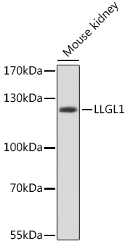 a06016 llgl1 primary antiboties wb testing 1